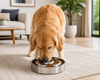 ZayonPet Feeding Bowl